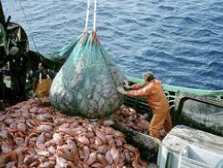 Espanha acaba com os seus bancos de peixe.